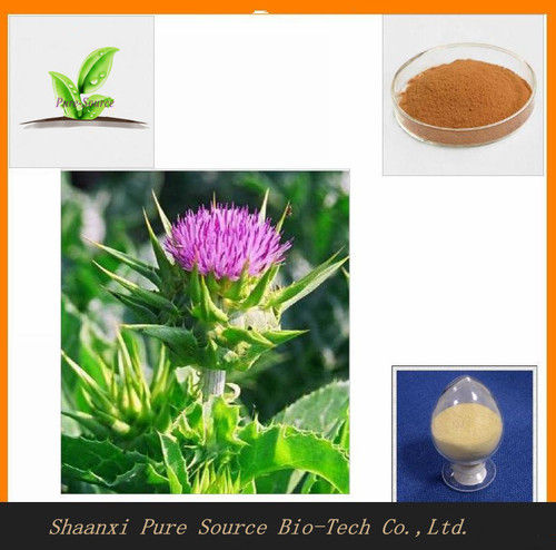 Milk Thistle Extract - Silybum Marianum L., Light Yellow Powder, 70-80% Silymarin | Liver Protection, Antioxidation, Inhibition of Hepatic Fibrosis