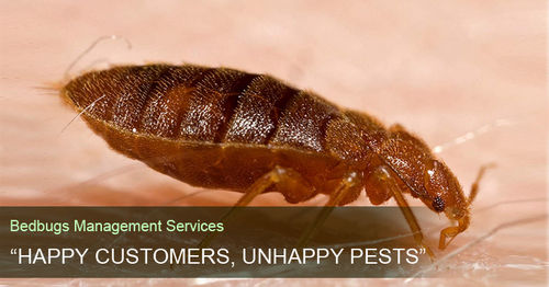 Bedbugs Management Service By GREEN GLOBE PEST MANAGEMENT SERVICES