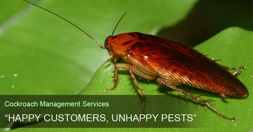 Cockroach Management Service By GREEN GLOBE PEST MANAGEMENT SERVICES