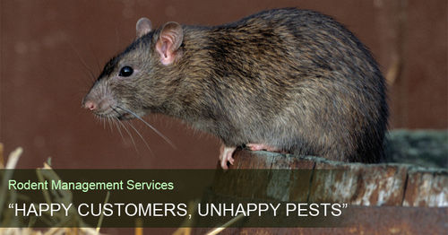 Rodent Treatment Management Services By GREEN GLOBE PEST MANAGEMENT SERVICES
