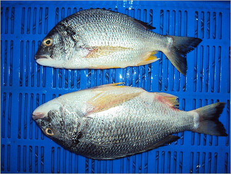 Black Sea Bream