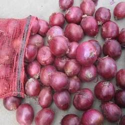 Fresh Red Onion