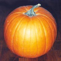 Fresh Pumpkin - Premium Quality, Nutrient-Rich, Strong Packaging for Bulk Supply