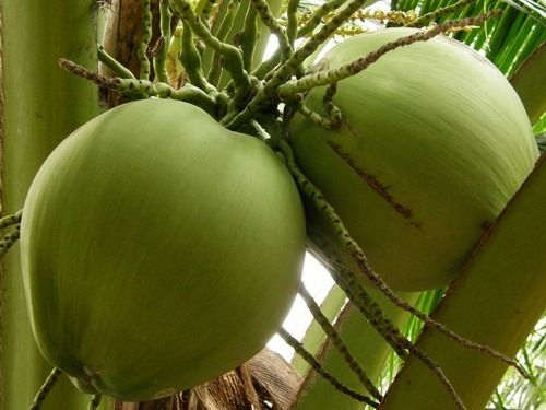 Fresh Young Coconut