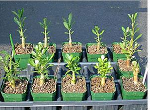 Plant Growth Regulators