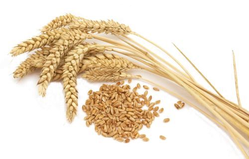 Indian Wheat 