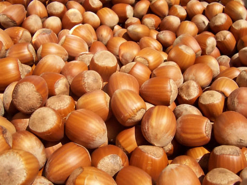 Organic Hazelnut