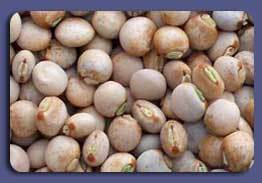 Pigeon Peas (Cajanus Cajan)