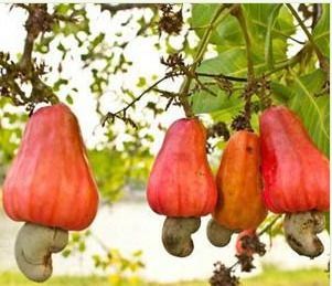 Raw Cashew Nuts