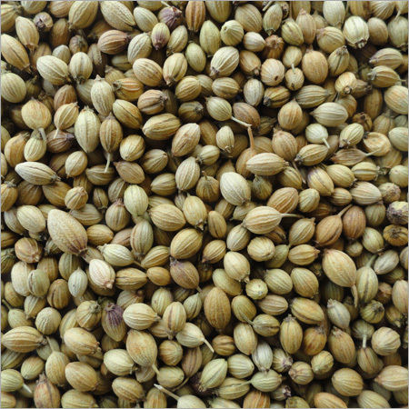 Coriander Seeds