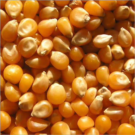 Dried Yellow Maize