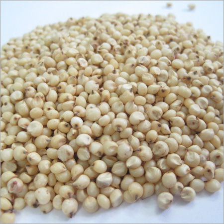 White Sorghum - Premium-Quality Grain for Cattle & Bird Feed | Nutrient-Rich, Impurity-Free, Hygienically Cultivated