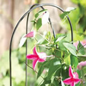 Garden Hoops Plant Support
