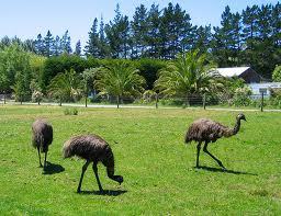 Poultry EMU Birds