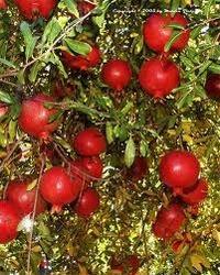 Pomegranates Paclobutrazol
