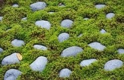 Garden Pebbles - Premium Quality Natural Stone, Versatile Sizes for Landscaping and Decorative Uses