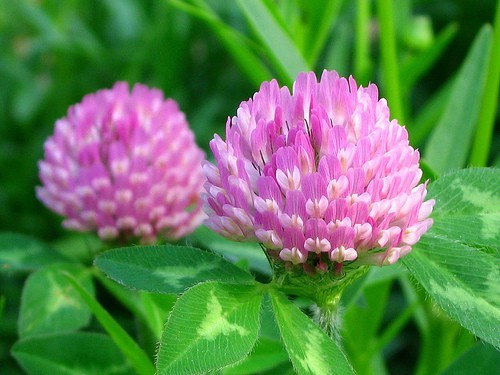 Silver Red Clover Extract