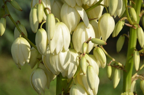 Yucca Extract - 30% Saponins, Brown-Yellow Powder for Odor Removal and Immune Support