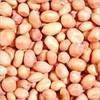 Groundnut Seeds - Premium Quality, High Germination Rate, Rich Nutritional Value