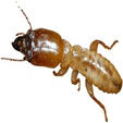 Bed Bugs Pest Control