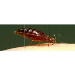 Vegetables Seeds Bed Bugs Control Service
