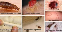 Bed Bugs Pest Control Service By SUIBIO FOUNDATION