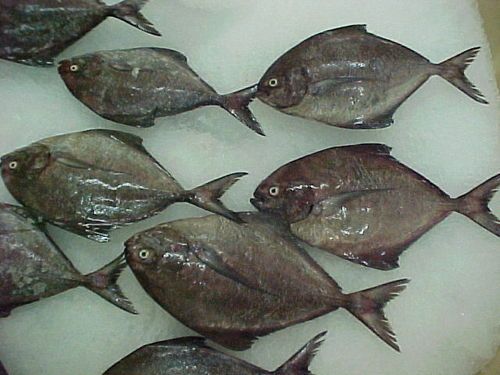 pomfret fish