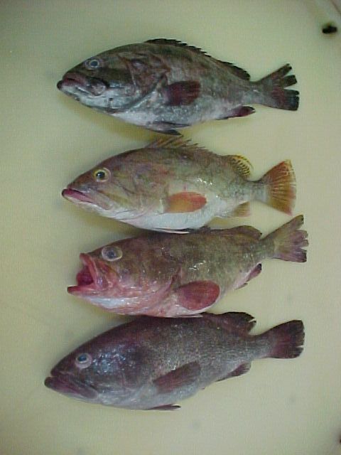 Grouper Fishes