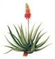 Aloe Vera Extract