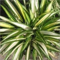 Safed Musli (Chlorophytum Arundinaceum)