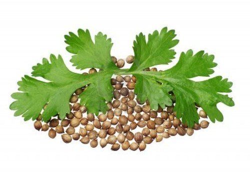 Coriander Seed Oil Cold Pressed