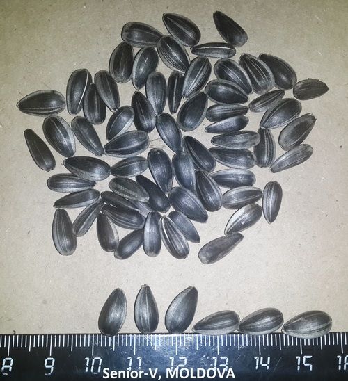 Sunflower Oil Seeds