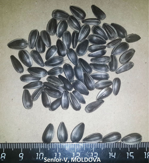 Sunflower Seeds