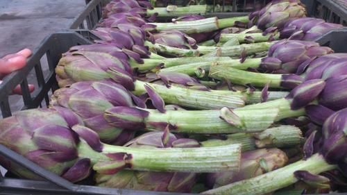 Fresh Globe Artichokes