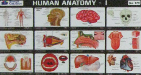 Human Anatomy Chart Printing Services By Shrijii Creation
