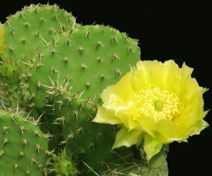 Cactus Extract For Weight Loss