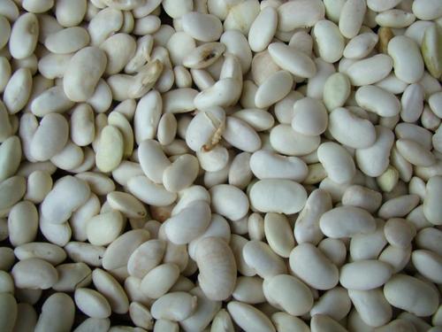 White Kidney Bean Extract - Phaseolin 1%, 4:1, 10:1 | Light Yellow Fine Powder, Health and Weight Loss Benefits