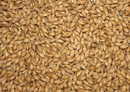 barley