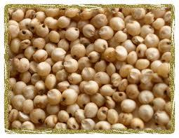 Sorghum Seeds