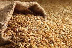 barley seeds