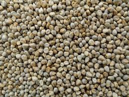 Pearl Millet (Bajra)