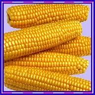 Yellow Corn Seed