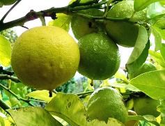 Bergamot Oil