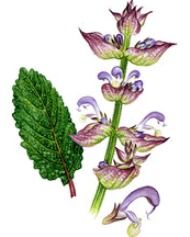 Clary Sage Oil