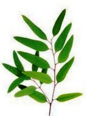 Eucalyptus Oil