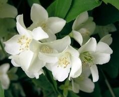 Jasmine Absolute Oil - Colorless to Yellowish, Refractive Index 1.4822 to 1.4935 | Extracted from Delicate Jasminum Officinale Flowers, Luxurious Aroma