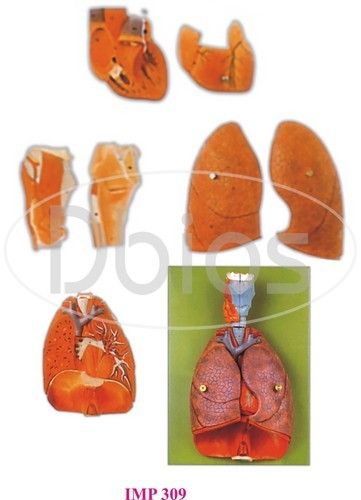 Heart With Lung And Larynx