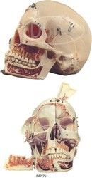 Skull Model