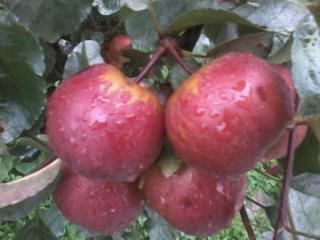 Red Golden Apple