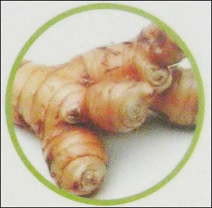 Galangal Oil